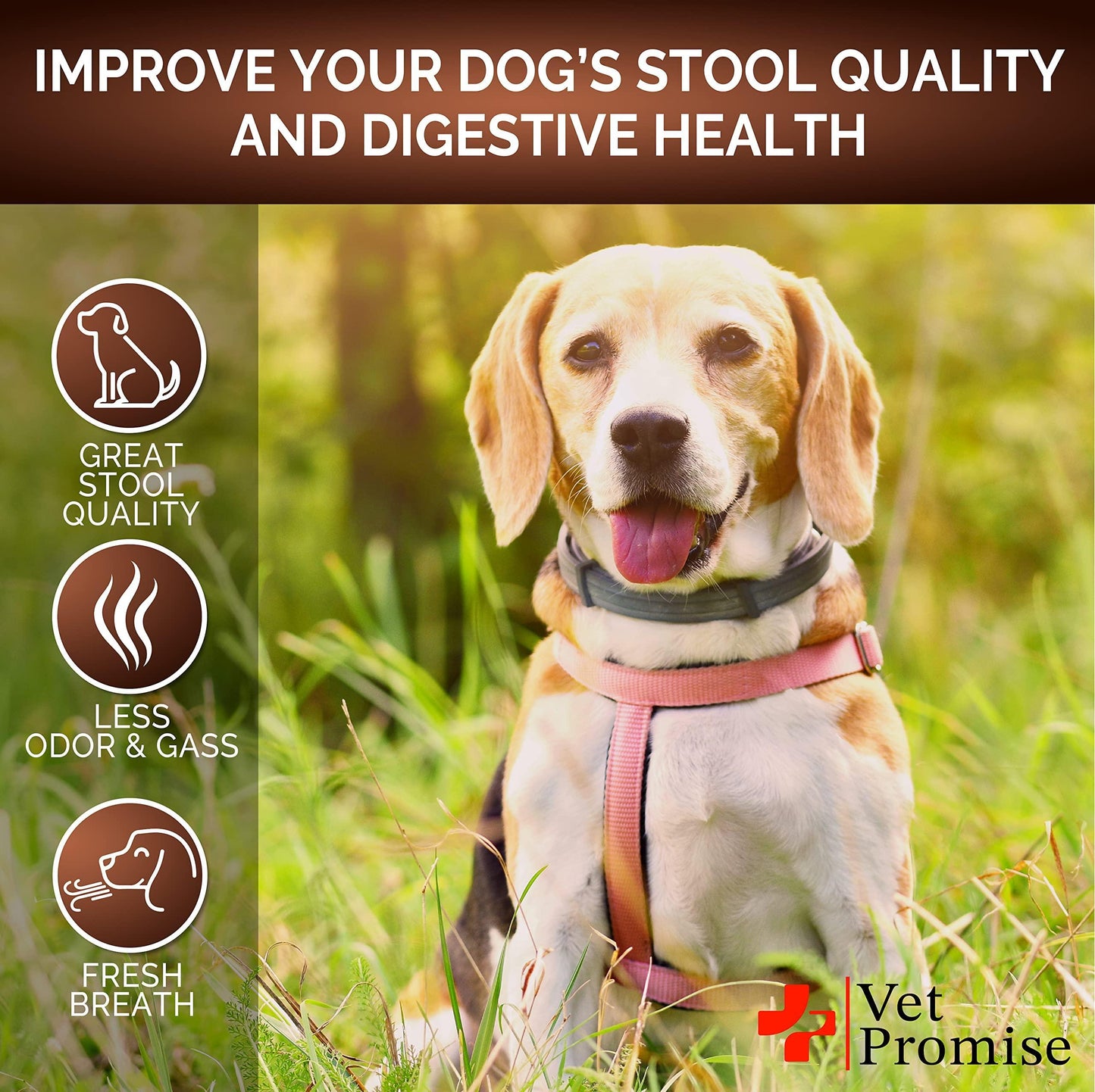 Great Probiotics for Dogs (Stool Softener)